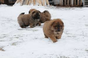 vand pui chow-chow
