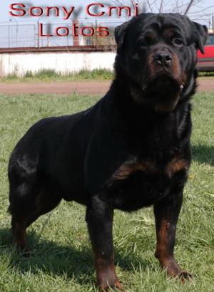 vand pui rottweiler