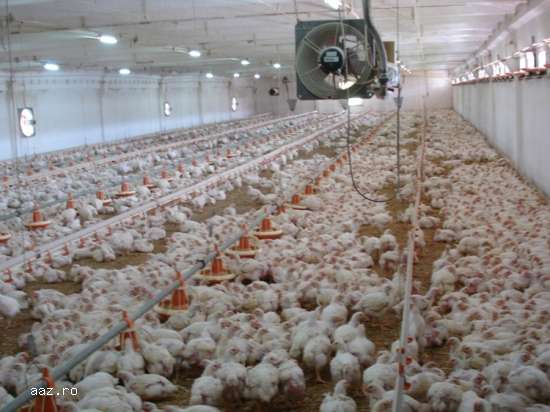 Direct catre angajator,  in agricultura salariul net 1200 euro!