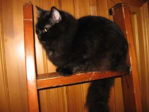 Vand pisica Siberiana neagra