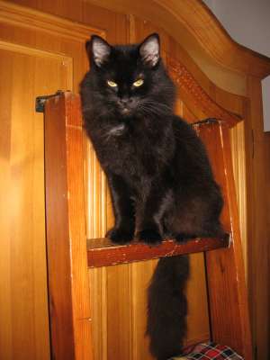 Vand pisica Siberiana neagra