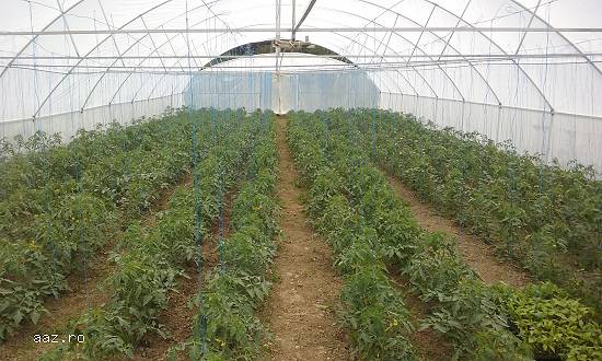 Producator legume