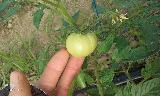 Producator legume