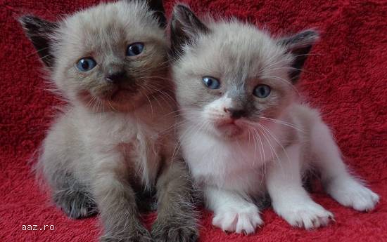 Snowshoe