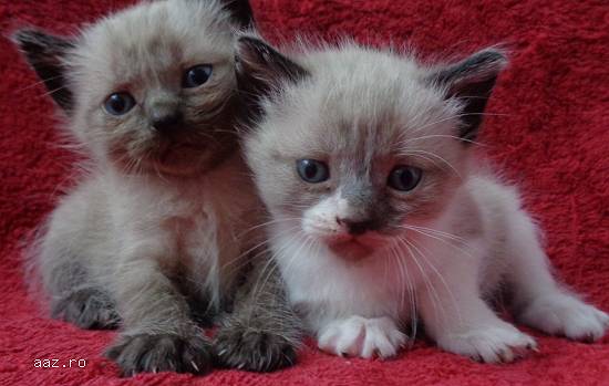 Snowshoe