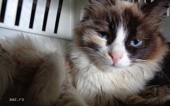 Snowshoe