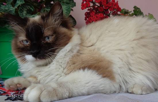 Snowshoe