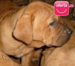tosa inu pui