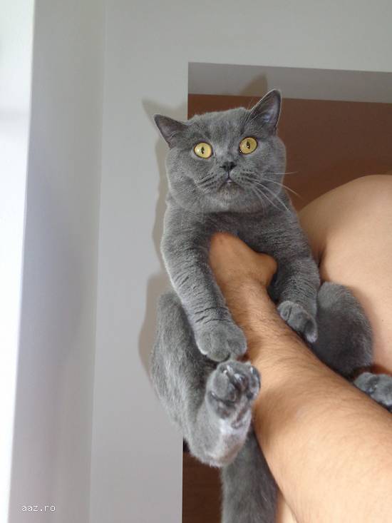 Motan british shorthair caut partenera de aceeasi rasa