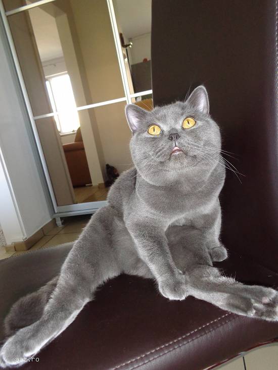 Motan british shorthair caut partenera de aceeasi rasa
