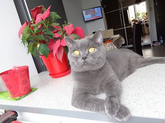 Motan british shorthair caut partenera de aceeasi rasa
