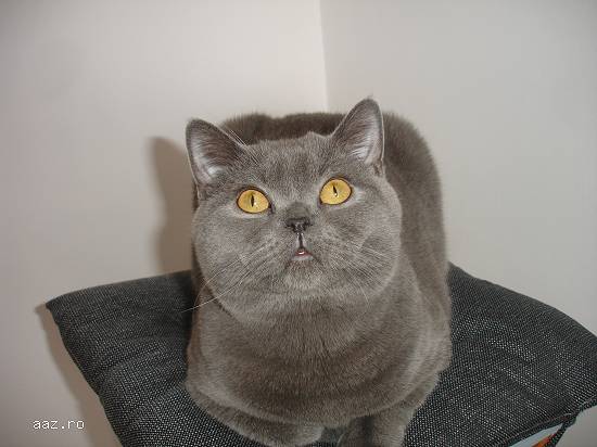 Motan british shorthair caut partenera de aceeasi rasa