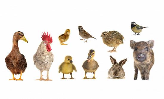 Produse premium pentru uz veterinar (vitamine,  antiinflamatorii,  etc.)