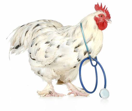 Produse premium pentru uz veterinar (vitamine,  antiinflamatorii,  etc.)