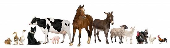 Produse premium pentru uz veterinar (vitamine,  antiinflamatorii,  etc.)
