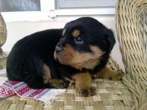 Mascul rottweiler superb!
