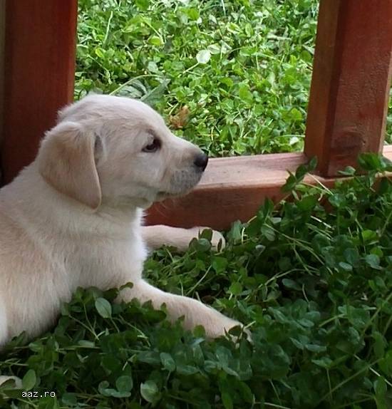 vand pui labrador