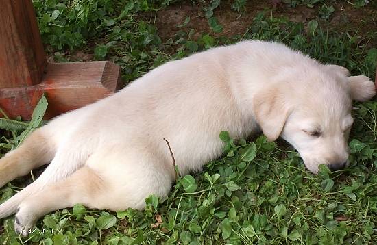 vand pui labrador