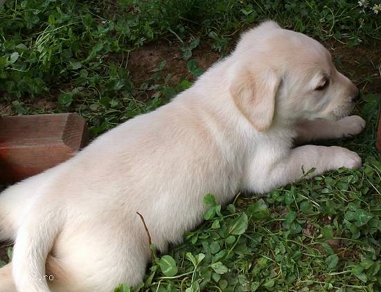 vand pui labrador