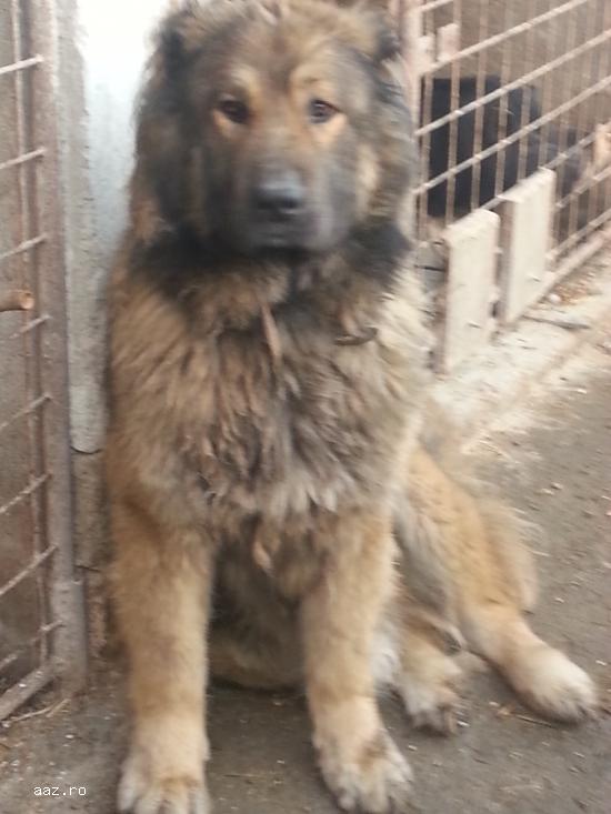 canisa de caucaz vinde pui ciobanesc caucazian