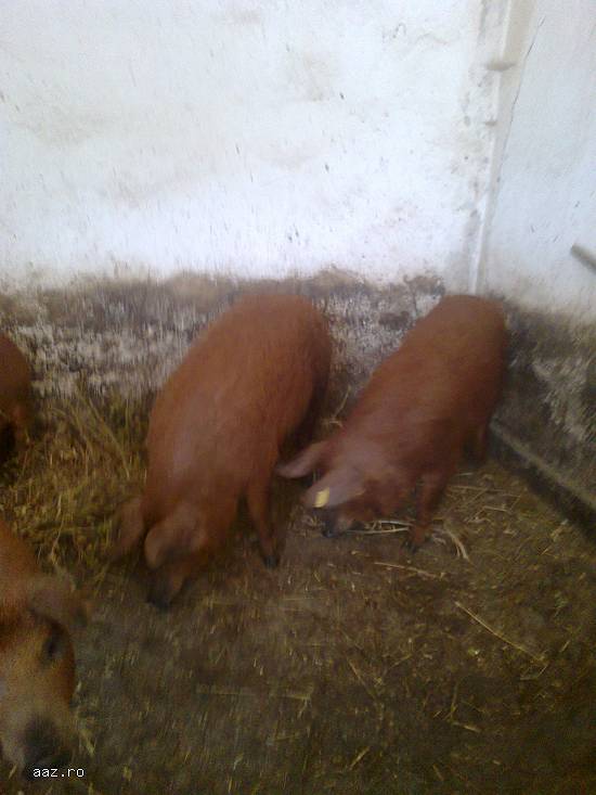 porci mangalita