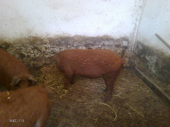 porci mangalita