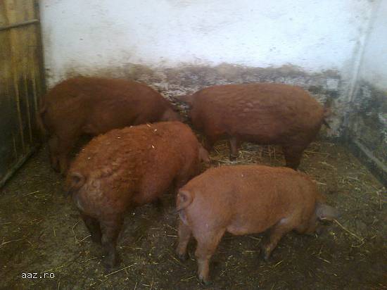 porci mangalita