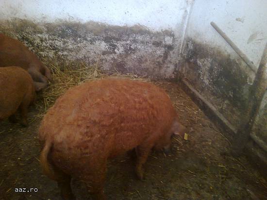 porci mangalita