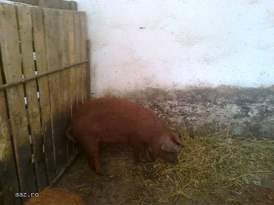 porci mangalita