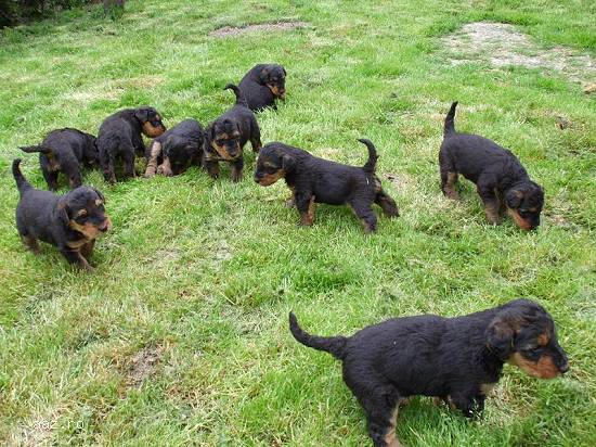 catei de terrier