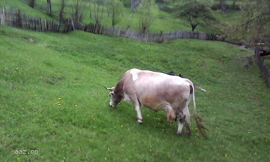 VAND VACA  cu o vitelusa de 2 luni