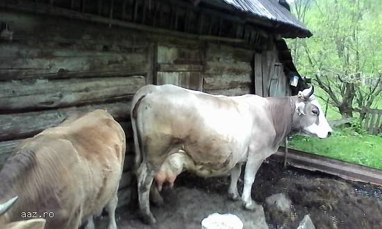 VAND VACA  cu o vitelusa de 2 luni