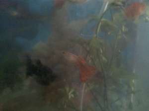 vand pesti guppy