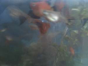 vand pesti guppy