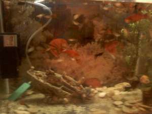 vand pesti guppy