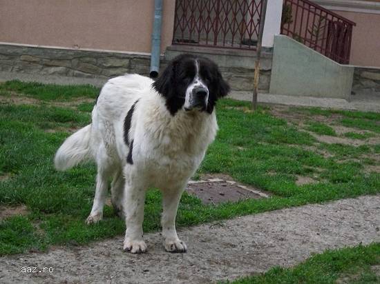 Vand femele ciobanesc romanesc de bucovina