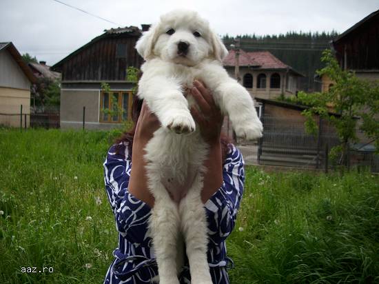 Pui ciobanesc romanesc de bucovina
