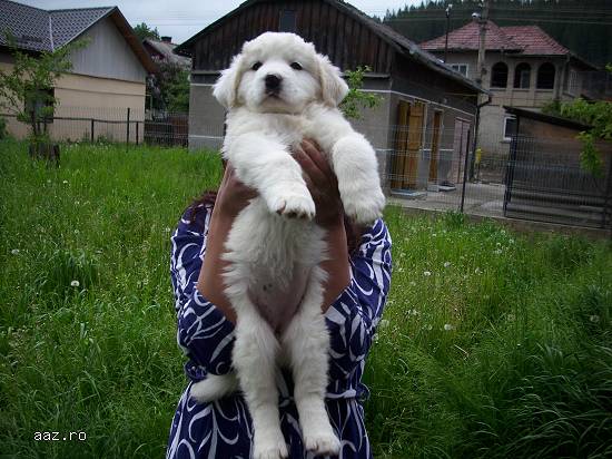 Pui ciobanesc romanesc de bucovina