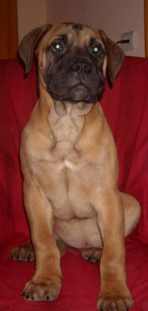 Pui bullmastiff