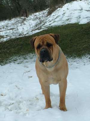 Pui bullmastiff