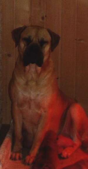 Pui bullmastiff