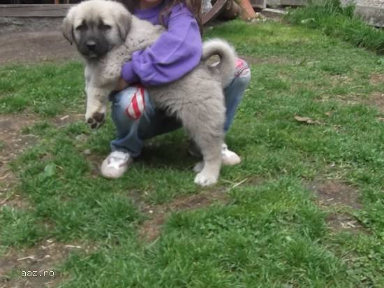 Kangal-pui de kangal
