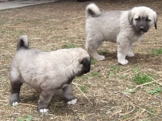 Kangal-pui de kangal