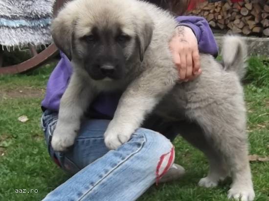Kangal-pui de kangal