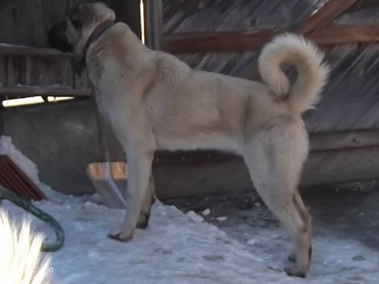 Kangal-pui de kangal