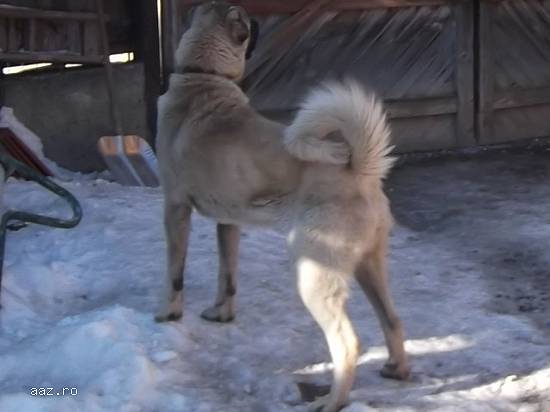 Kangal-pui de kangal