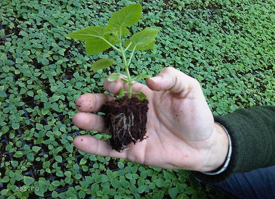 Butasi lemnificati Paulownia Elongata
