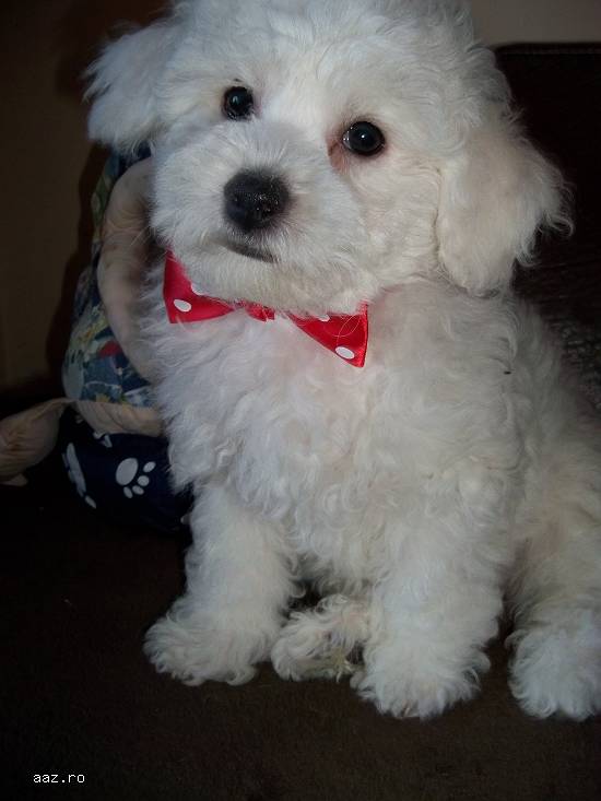 Bichon Frise pui de calitate