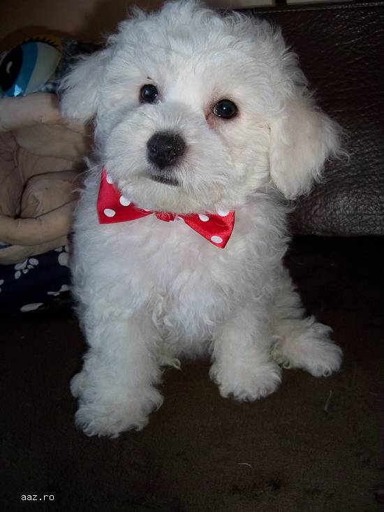 Bichon Frise pui de calitate