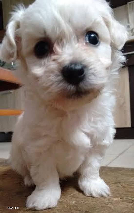 Bichon Frise pui de calitate